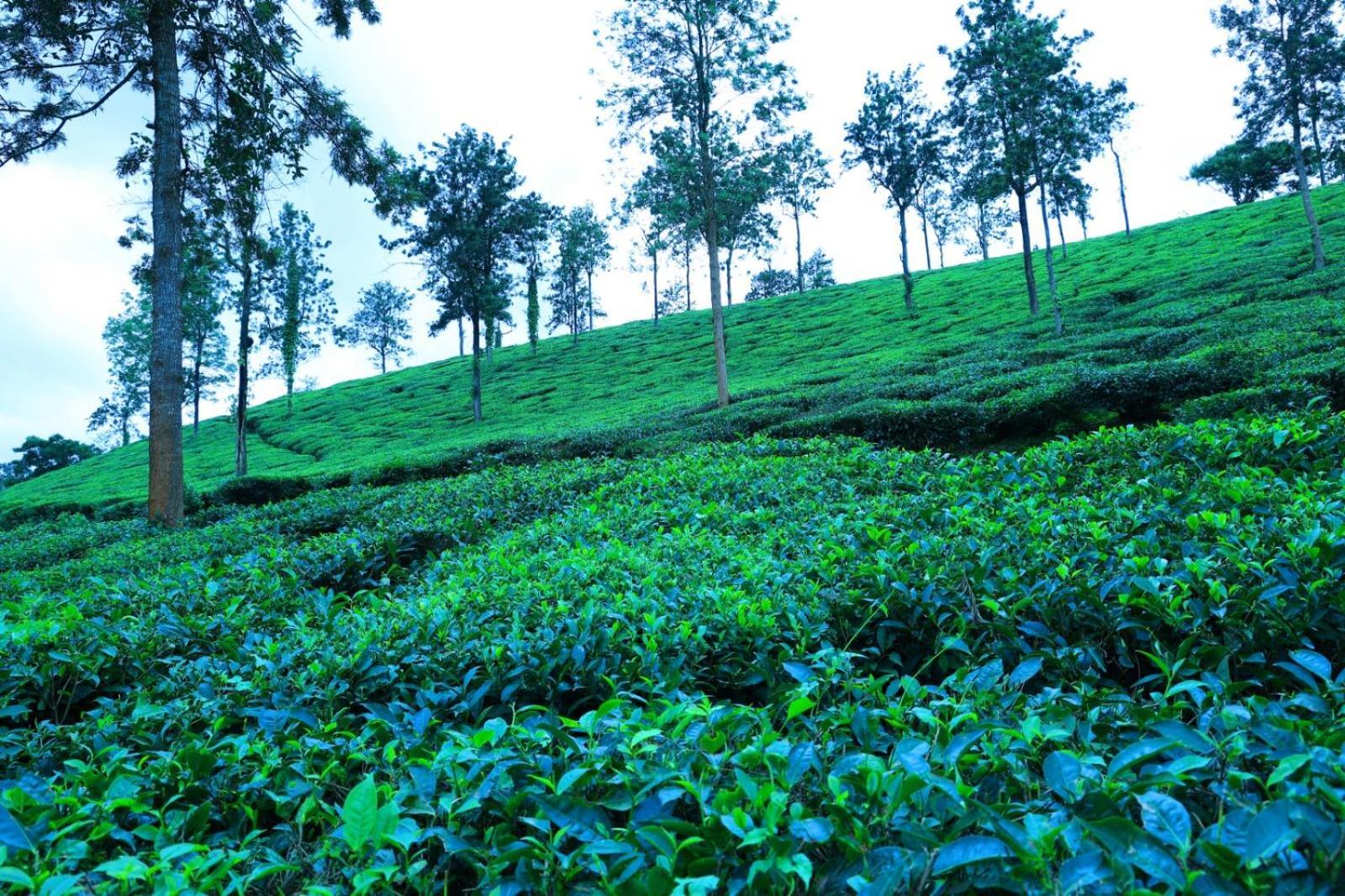 Green View Suits Vythiri Luaran gambar